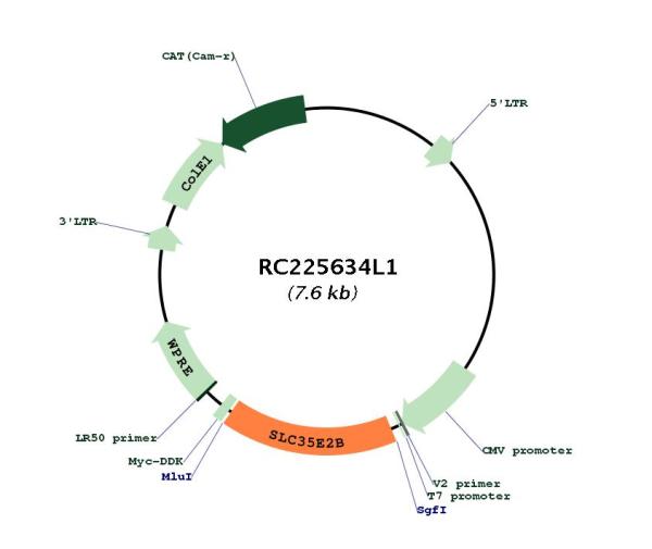 Circular map for RC225634L1