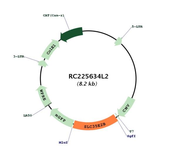 Circular map for RC225634L2