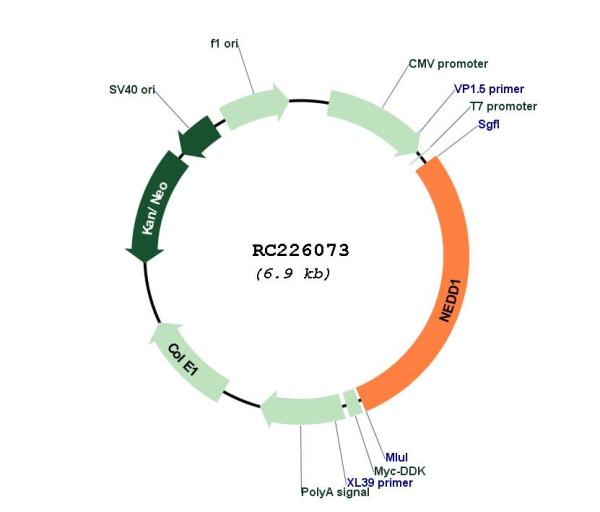 Circular map for RC226073