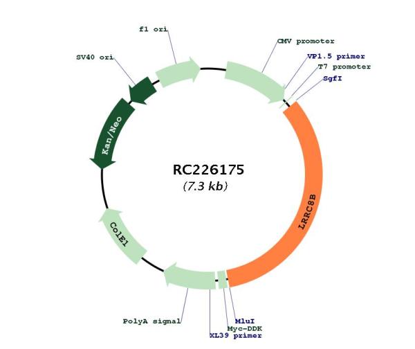 Circular map for RC226175