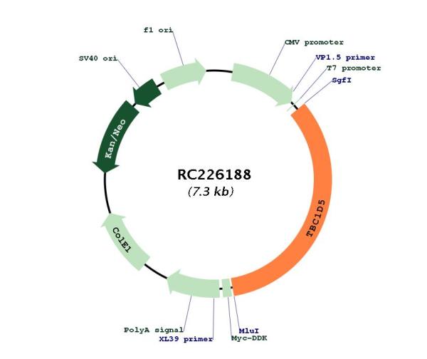 Circular map for RC226188