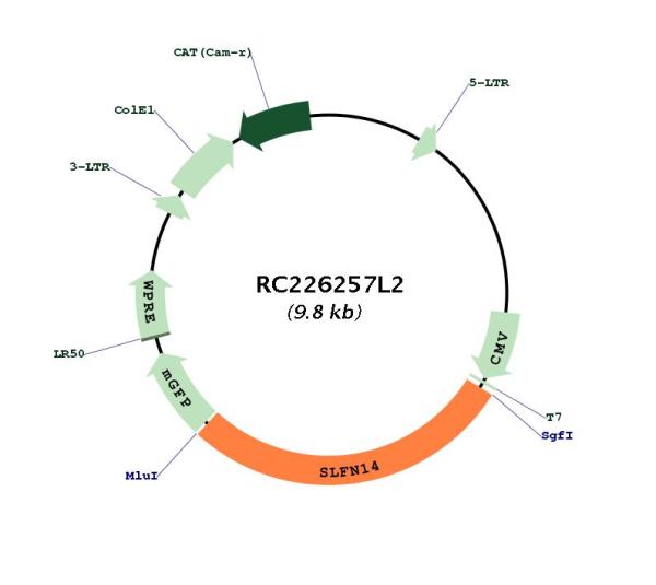Circular map for RC226257L2