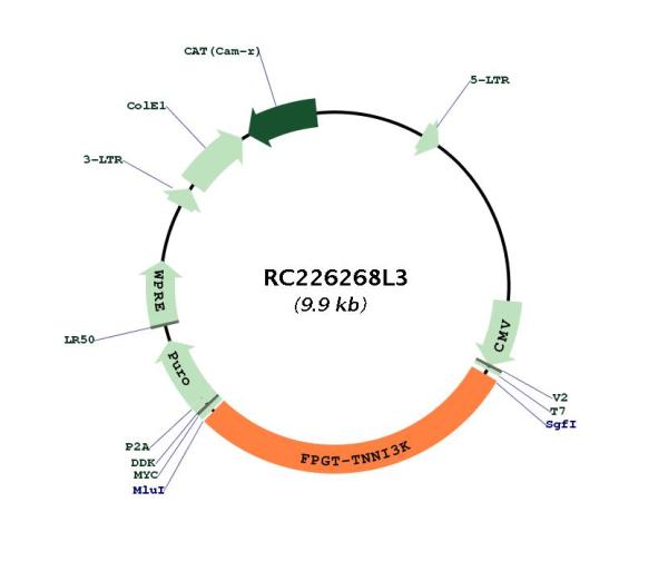 Circular map for RC226268L3