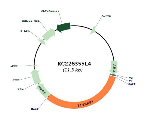 Circular map for RC226355L4