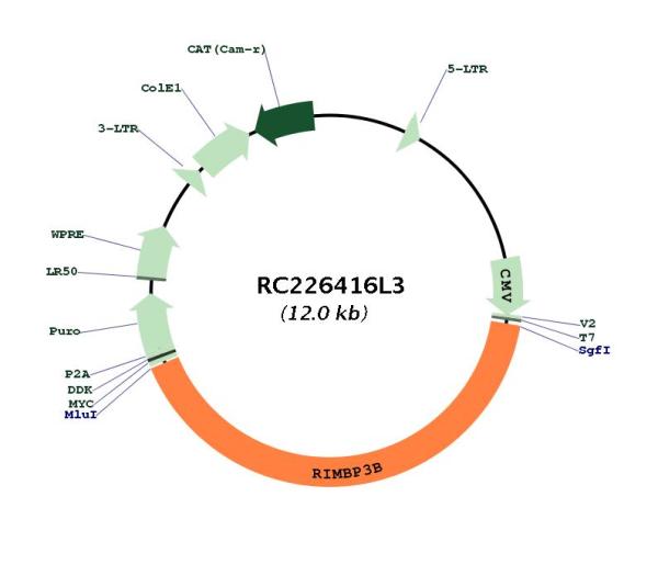 Circular map for RC226416L3