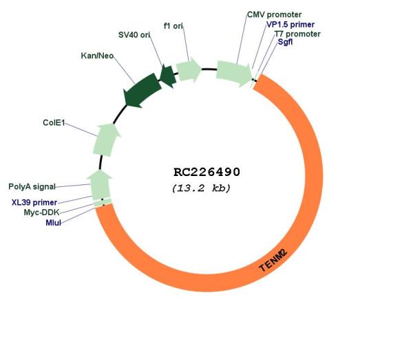 Circular map for RC226490