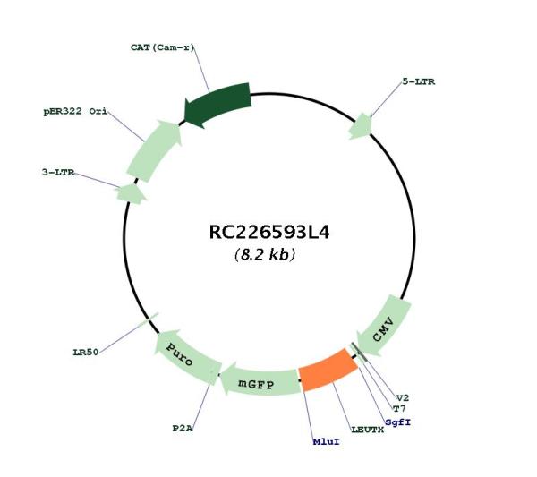 Circular map for RC226593L4