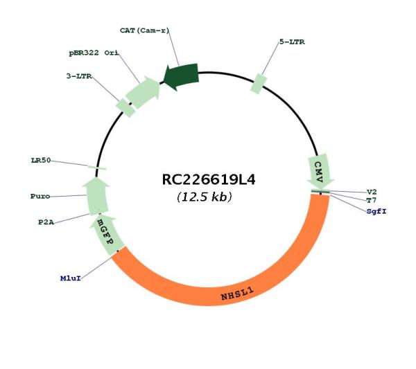 Circular map for RC226619L4