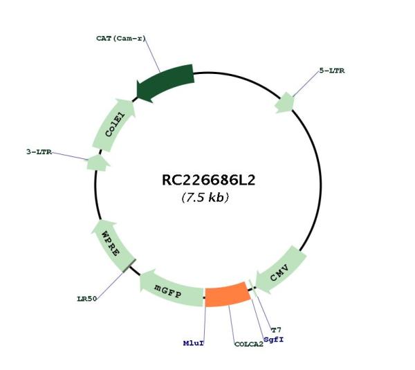 Circular map for RC226686L2