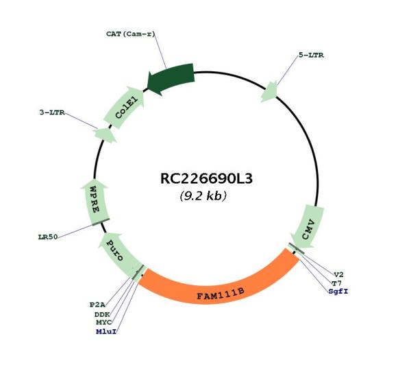 Circular map for RC226690L3