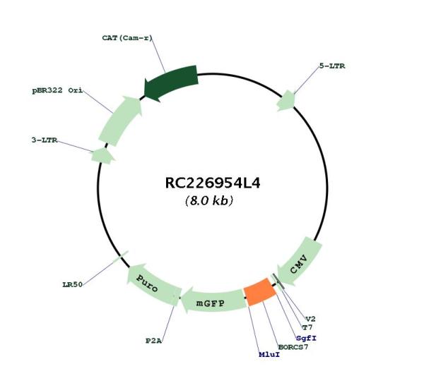 Circular map for RC226954L4