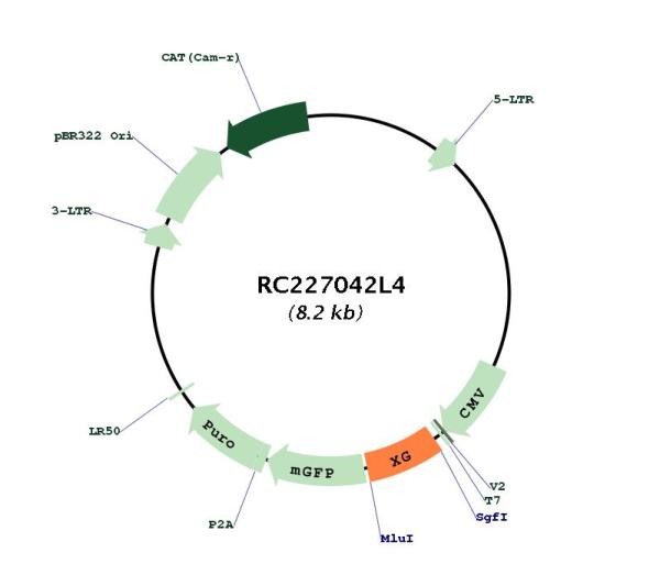 Circular map for RC227042L4