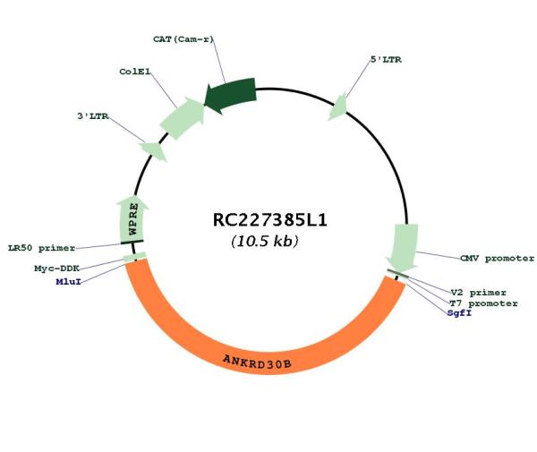 Circular map for RC227385L1