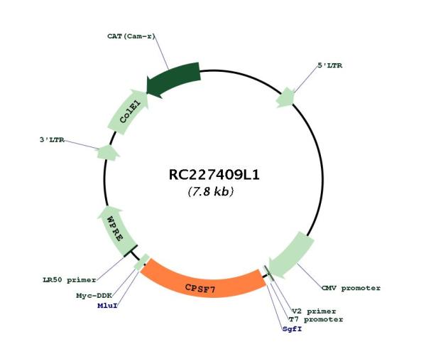 Circular map for RC227409L1