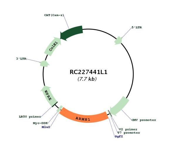 Circular map for RC227441L1