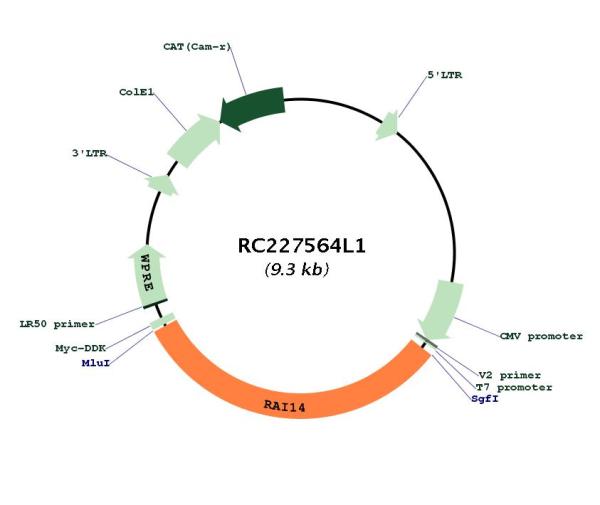 Circular map for RC227564L1