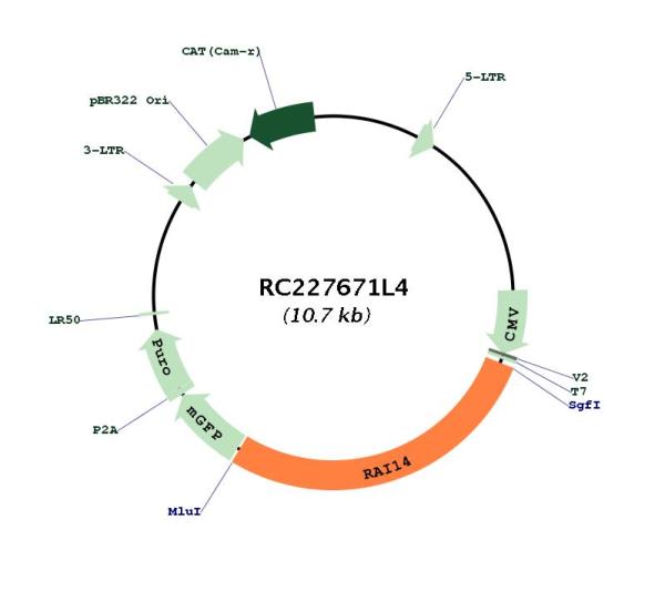 Circular map for RC227671L4