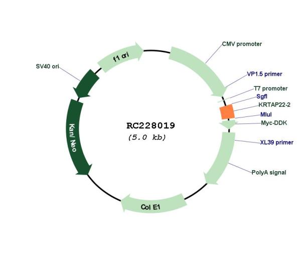 Circular map for RC228019