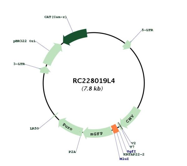 Circular map for RC228019L4