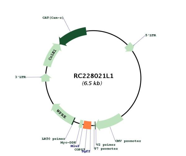 Circular map for RC228021L1
