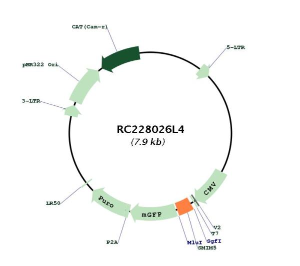 Circular map for RC228026L4