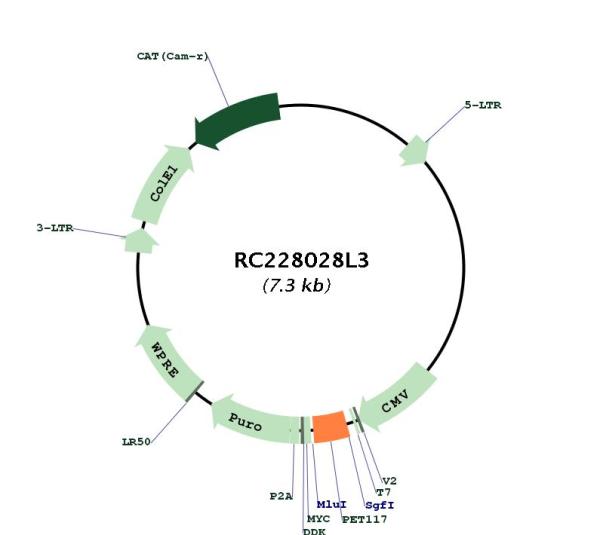 Circular map for RC228028L3