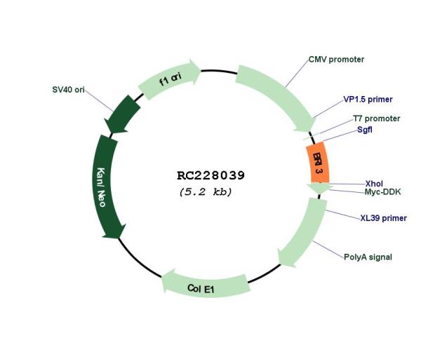 Circular map for RC228039