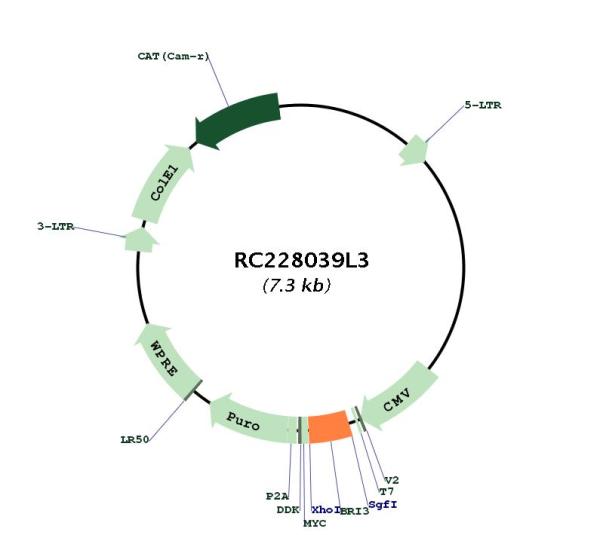 Circular map for RC228039L3