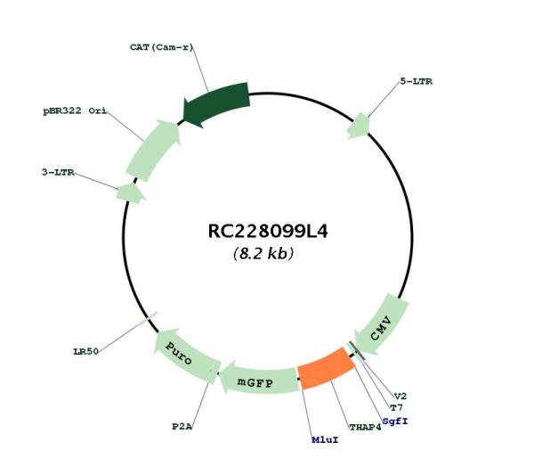 Circular map for RC228099L4