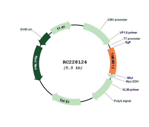 Circular map for RC228124