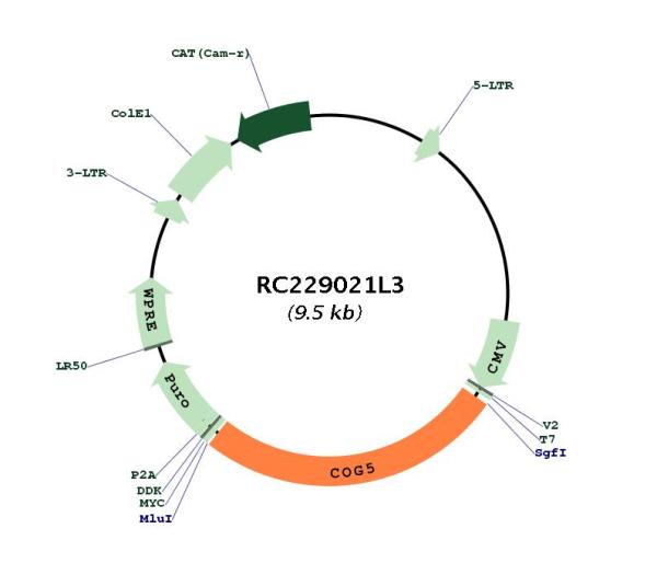 Circular map for RC229021L3
