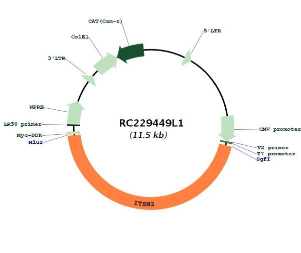 Circular map for RC229449L1
