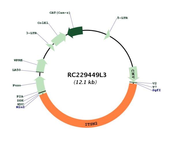Circular map for RC229449L3