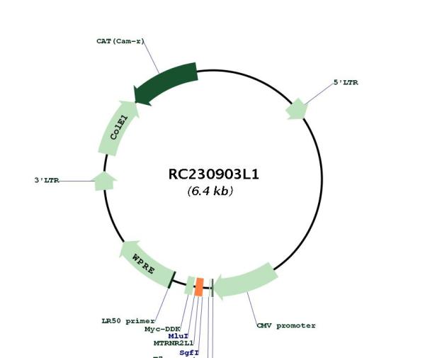 Circular map for RC230903L1
