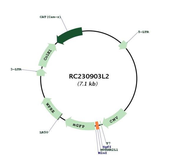 Circular map for RC230903L2
