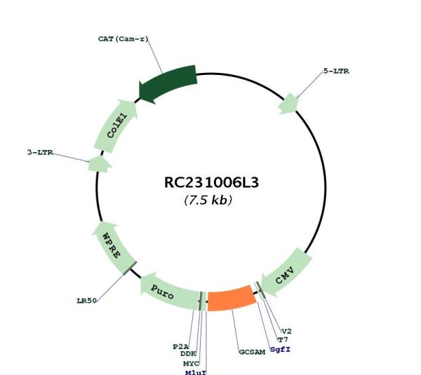 Circular map for RC231006L3