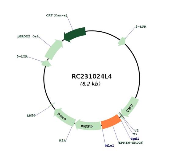 Circular map for RC231024L4