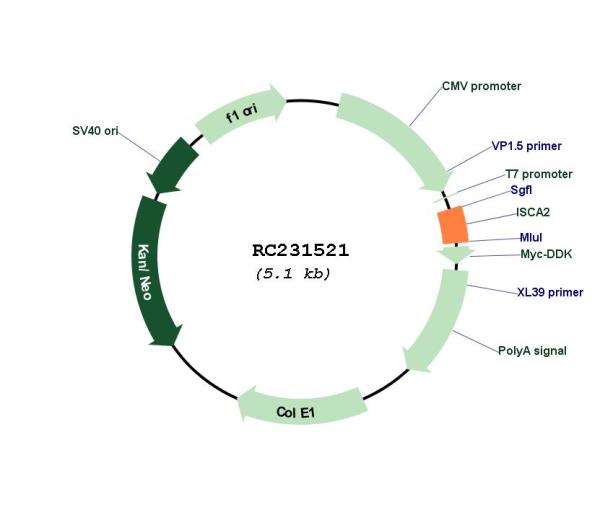 Circular map for RC231521