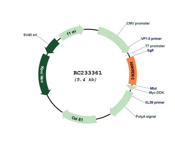 Circular map for RC233361