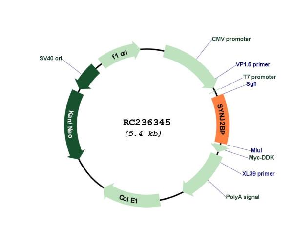 Circular map for RC236345