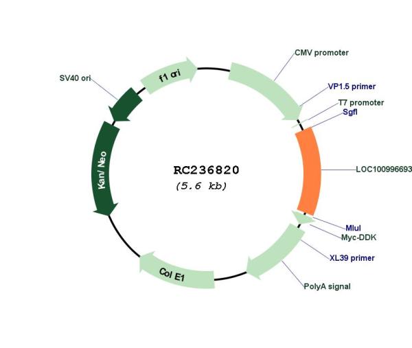 Circular map for RC236820
