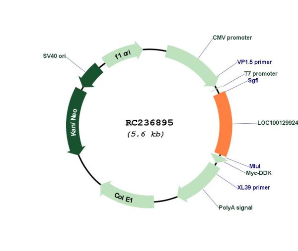 Circular map for RC236895