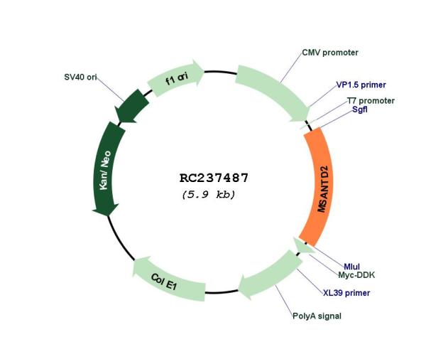 Circular map for RC237487
