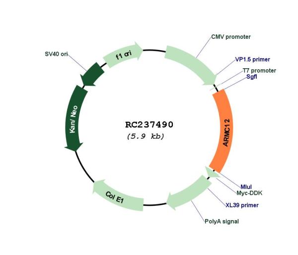 Circular map for RC237490