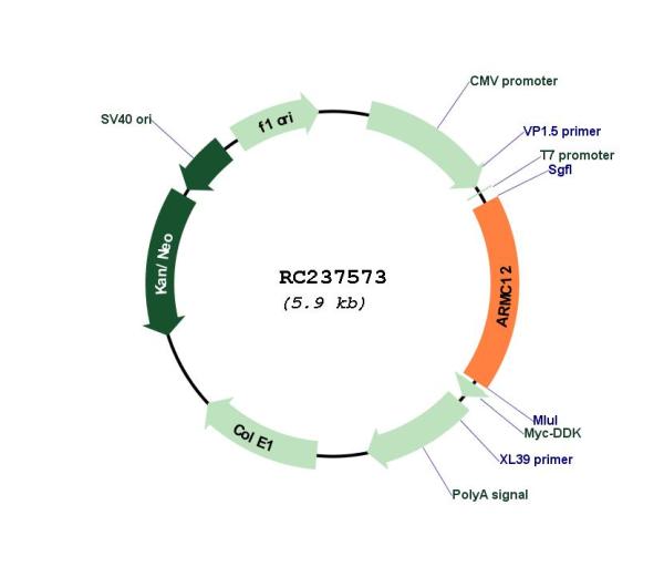 Circular map for RC237573