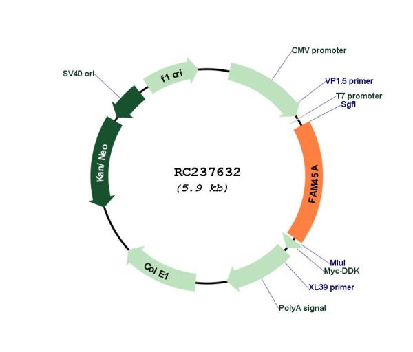Circular map for RC237632