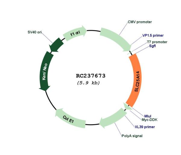 Circular map for RC237673
