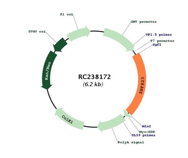 Circular map for RC238172