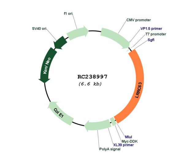 Circular map for RC238997