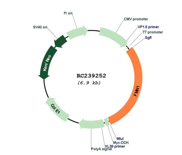 Circular map for RC239252